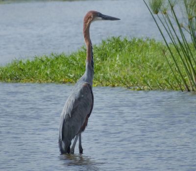 Goliath Heron