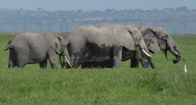 Elephants and Cattle Egret feeding in marsh