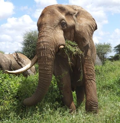 One Tusker_just outside Amboseli