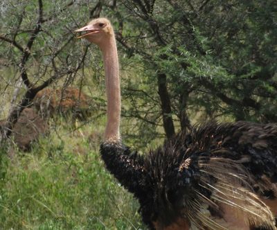 Male Ostrich