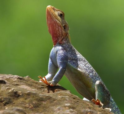 Red Headed or Rainbow Rock Agama