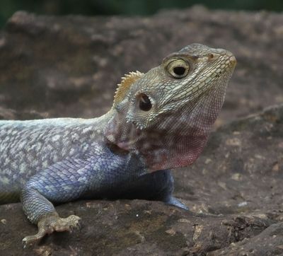 Rainbow Agama head of maybe male not fully developed
