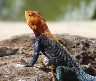 Male Rainbow Rock Agama