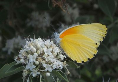 Large Orange butterfly_on Hairy Tinderwood_Elerai