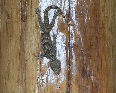 Gecko in restaurant Elerai Camp