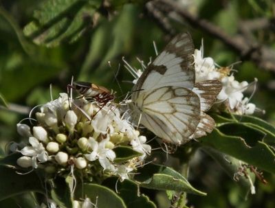 maybe Brown Veined White butterfly and another beetle or moth on maybe Hairy Tinderwood