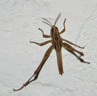 Grasshopper or cricket type insect