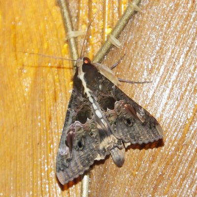 Moth attracted by restaurant lights Elerai