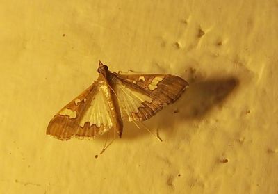 Moth attracted by restaurant lights Elerai