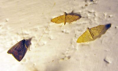 Moths attracted by restaurant lights Elerai