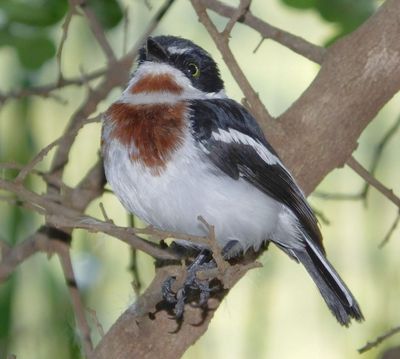 Merlin suggests Chin Spot Batis