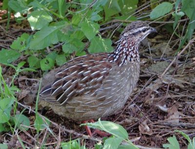 Merlin suggests Crested Francolin