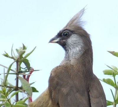 Merlin suggests Speckled Mousebird