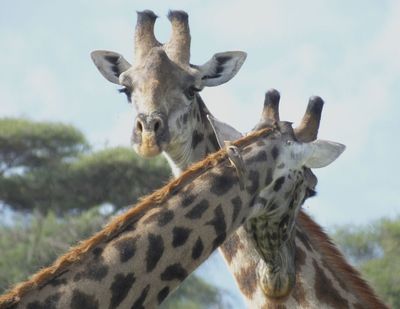 Cross Necked Masai Giraffes and Oxpecker