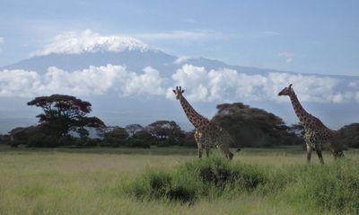 Kilimanjaro and Giraffes