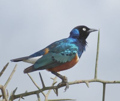  Superb Starling
