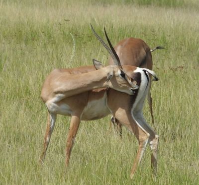 Grants Gazelles