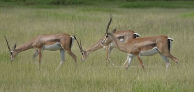 Juvenile Grants Gazelles
