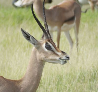 Grants Gazelle feeding