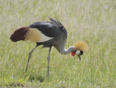 Crowned Crane foraging