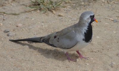 Namaqua Dove