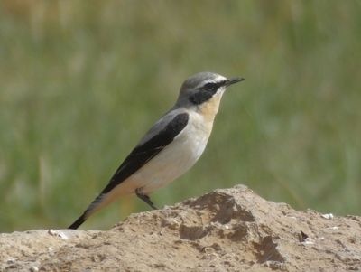 Merlin suggests_Northern Wheatear