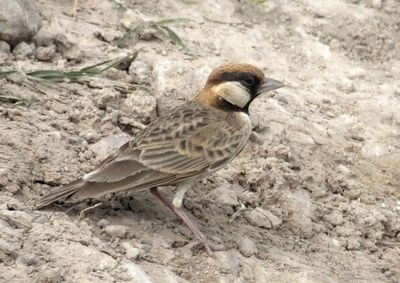 Merlin suggests_Fischers Sparrowlark_male