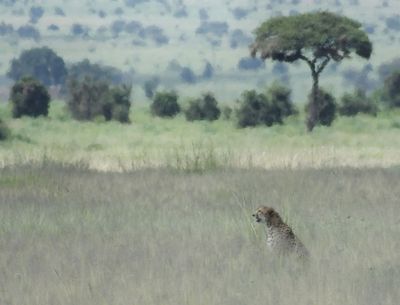  Cheetah in the long grass