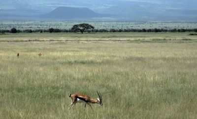 Thomson Gazelle scape