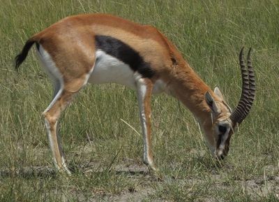 Thomson Gazelle grazing