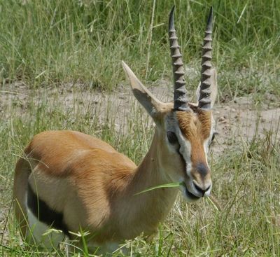 Thomsons Gazelle feeding