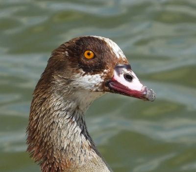 Egyptian Goose head