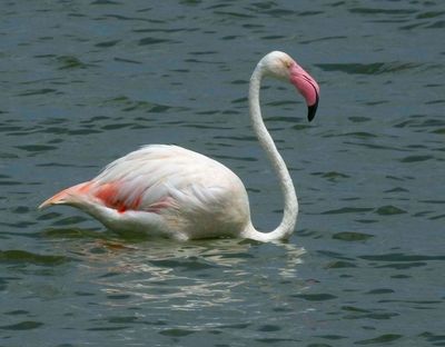  Greater Flamingo in deepish water