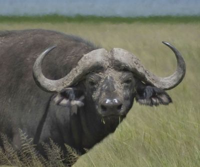 Cape Buffalo male