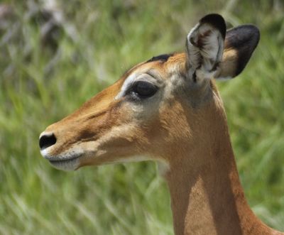Female Impala