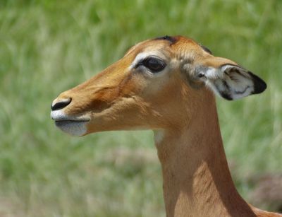 Female Impala