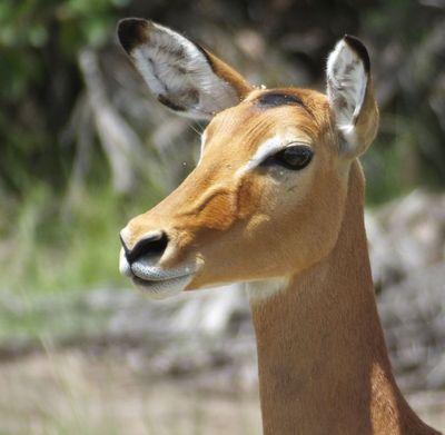 Female Impala