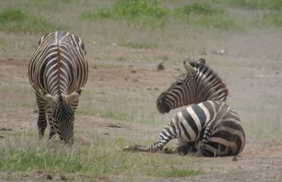 Burchells Zebra having a dust bath