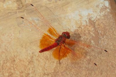 Red Dragonfly by pool_Eleri Camp by pool