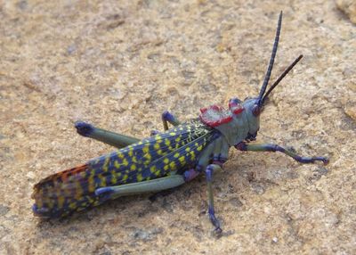 Grasshopper or bush cricket_Elerai