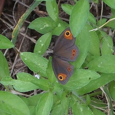 Brown Eyed butterfly
