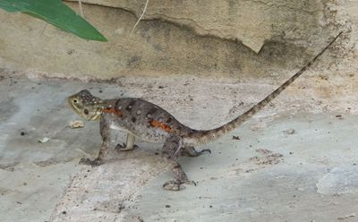 Female Rainbow Rock Agama posturing near male