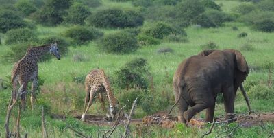 Giraffes are next in queue after elephants_Elerai waterhole