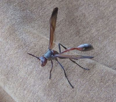 Insect with ovipositor...Needle Waisted Paper Wasp