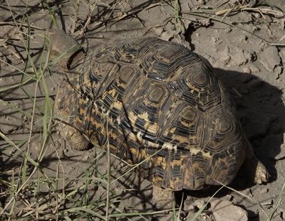 Leopard Tortoise disappearing