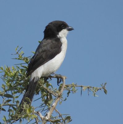Long Tailed Fiscal Shrike