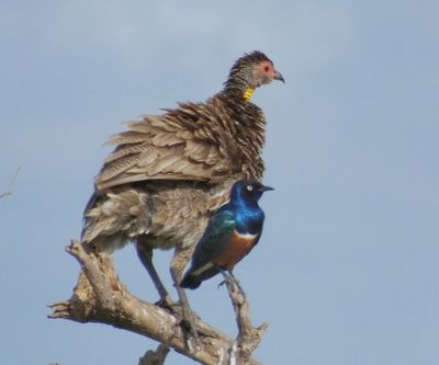 Yellow Throated Spurfowl and Superb Starling 
