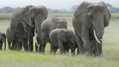 Elephant herd.