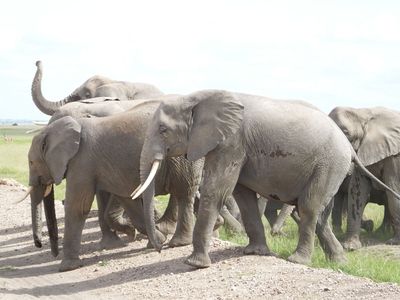 Elephant herd crossing road