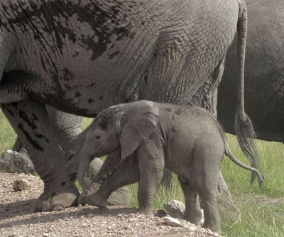 Elephant calf crossing road